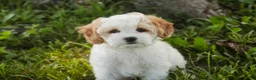 Mixed Breed dogs for sale: Pebbles Munchkin Bernedoodle - Ad 8