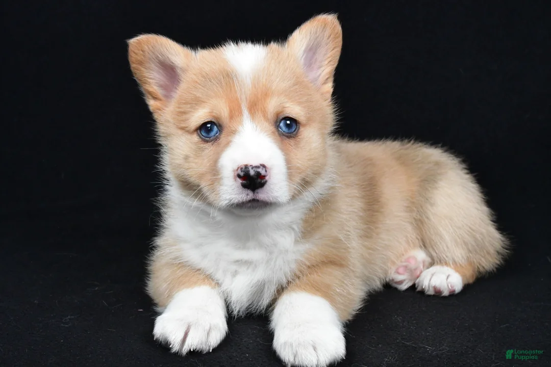 Welsh Corgi Pembroke dogs for sale: Chester - Ad 5