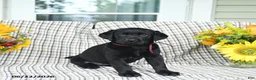 Labrador Retriever dogs for sale: Lollipop - Ad 2