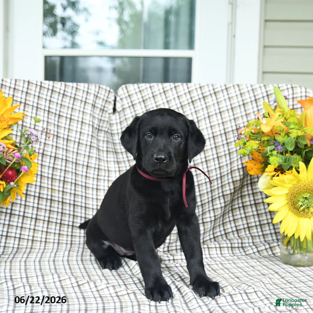 Labrador Retriever dogs for sale: Lollipop - Ad 2