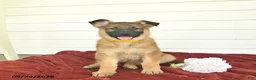 German Shepherd dogs for sale: Callie  - Ad 4