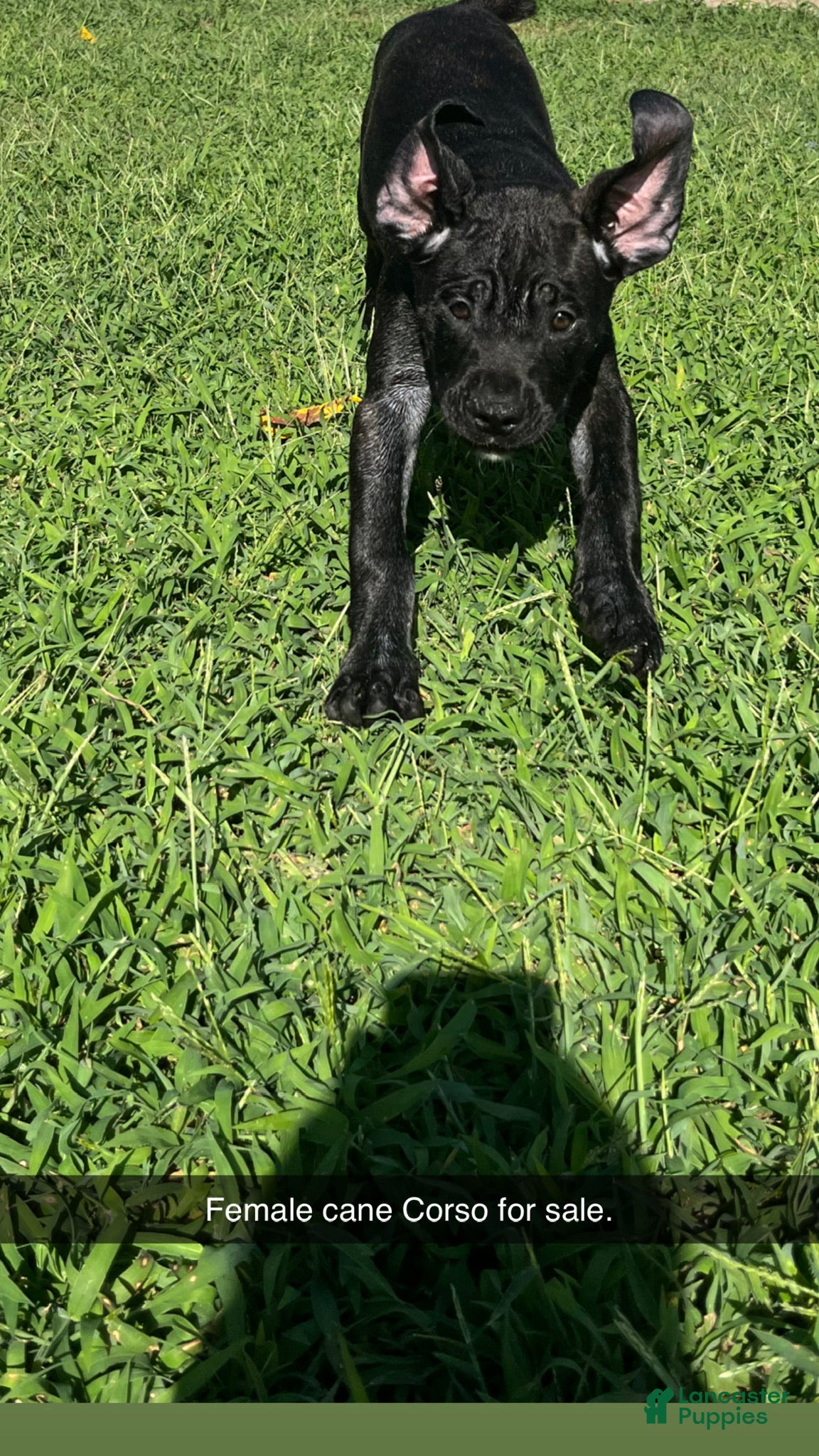 Cane Corso dogs for sale: Cane Corso 3 - Ad 4