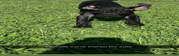 Cane Corso dogs for sale: Cane Corso 3 - Ad 1