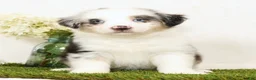 Miniature Australian Shepherd dogs for sale: Lacey - Ad 5
