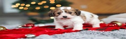 Cavachon dogs for sale: Sunshine  - Ad 7