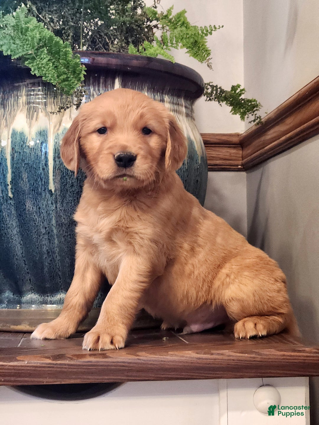 Golden Retriever dogs for sale: Randy - Ad 4