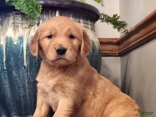 Golden Retriever dogs Randy - Ad 25