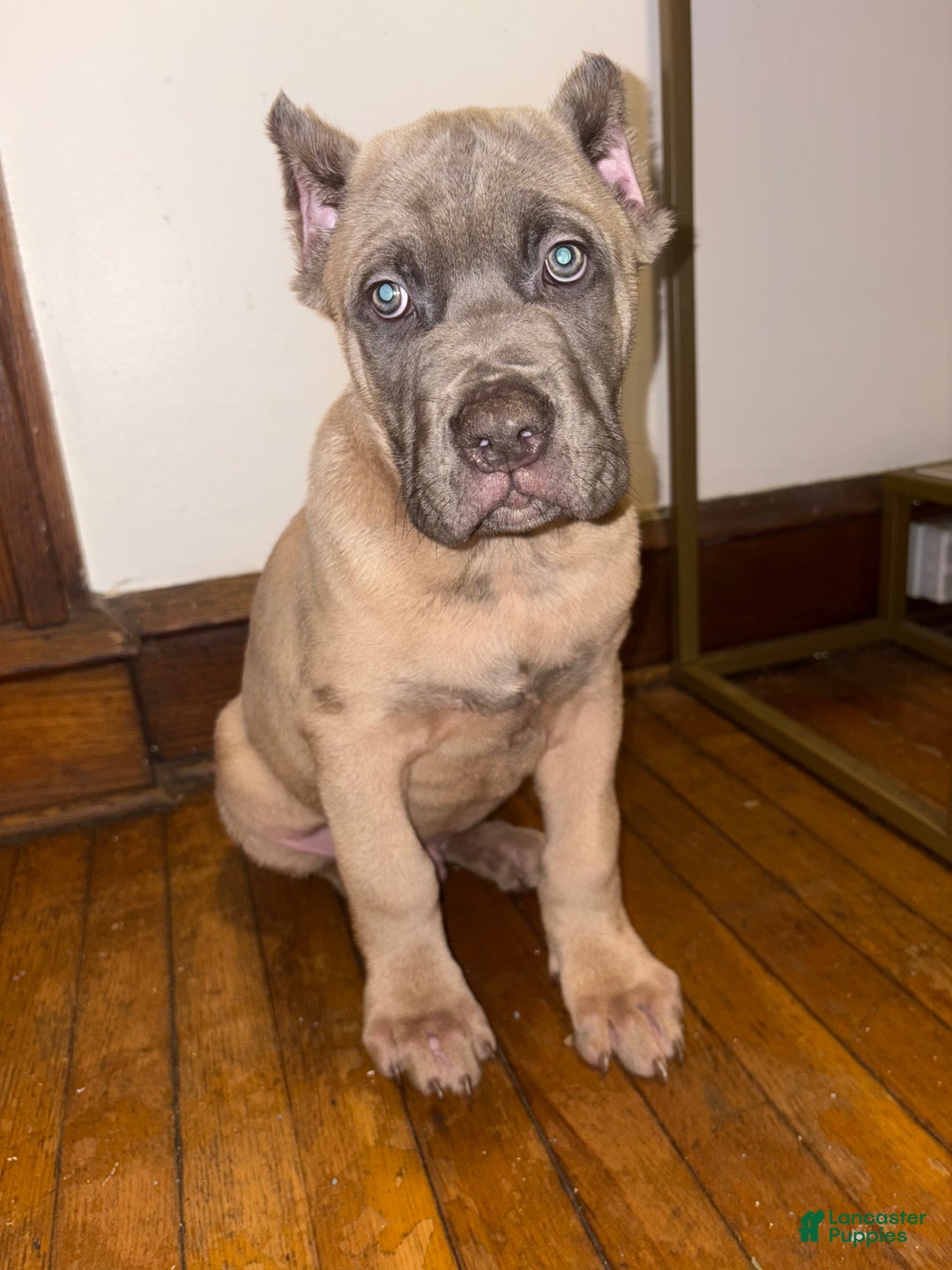 Cane Corso dogs for sale: Cane Corso Puppy 2 - Ad 3