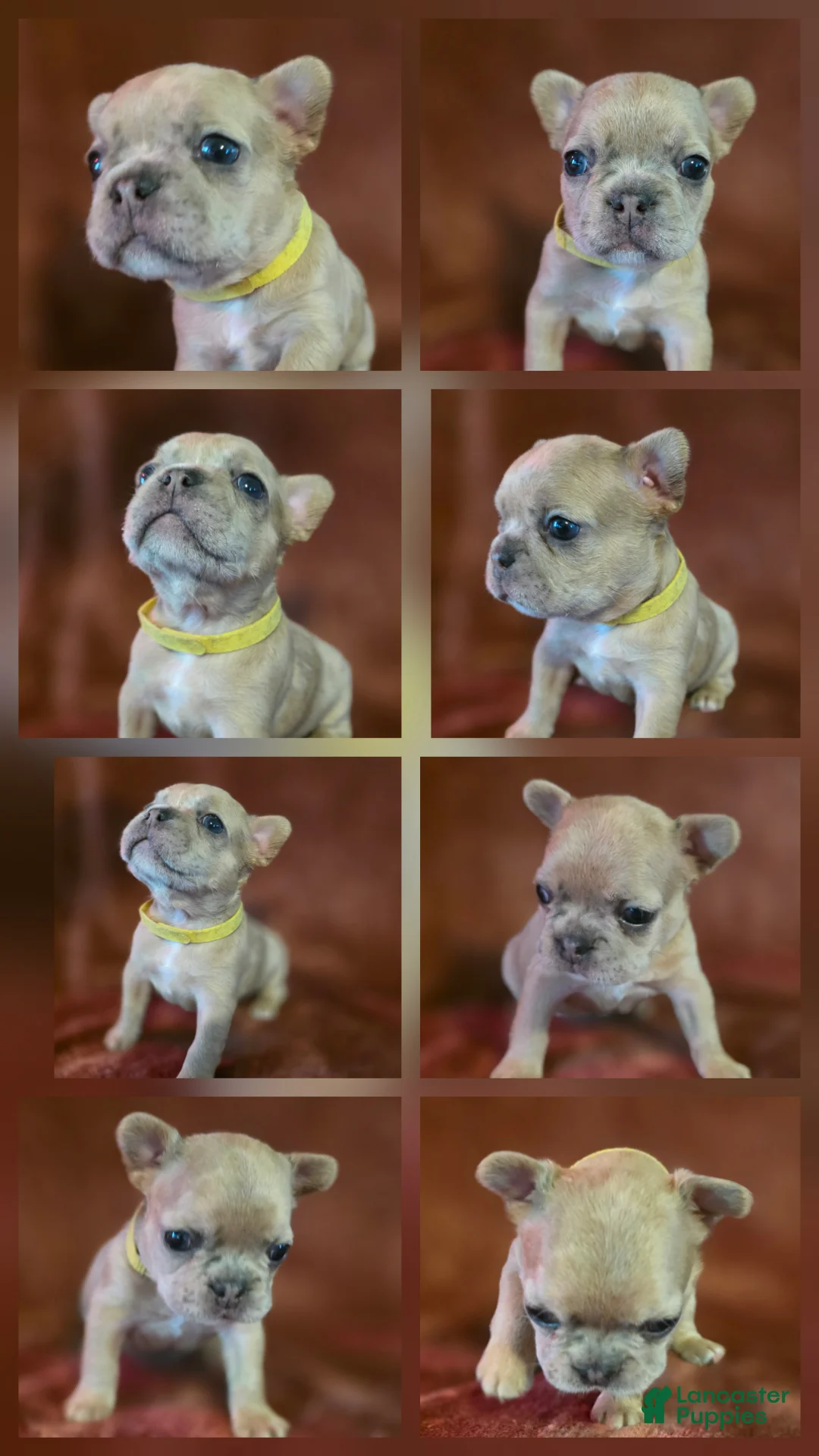 French Bulldog dogs for sale: Scrappie - Ad 1