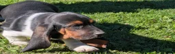 Basset Hound dogs for sale: Ginger - Ad 4