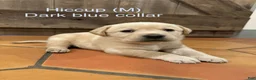 Labrador Retriever dogs for sale: Hiccup- Dark blue collar  - Ad 2