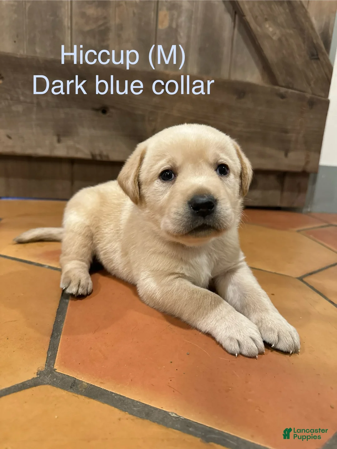Labrador Retriever dogs for sale: Hiccup- Dark blue collar  - Ad 2