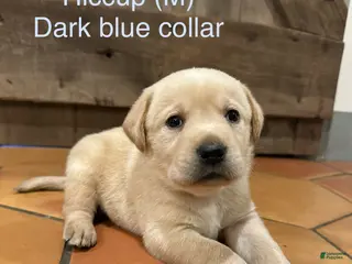 Labrador Retriever dogs Hiccup- Dark blue collar - Ad 21