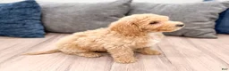 Miniature Labradoodle dogs for sale: Kendra - Ad 4