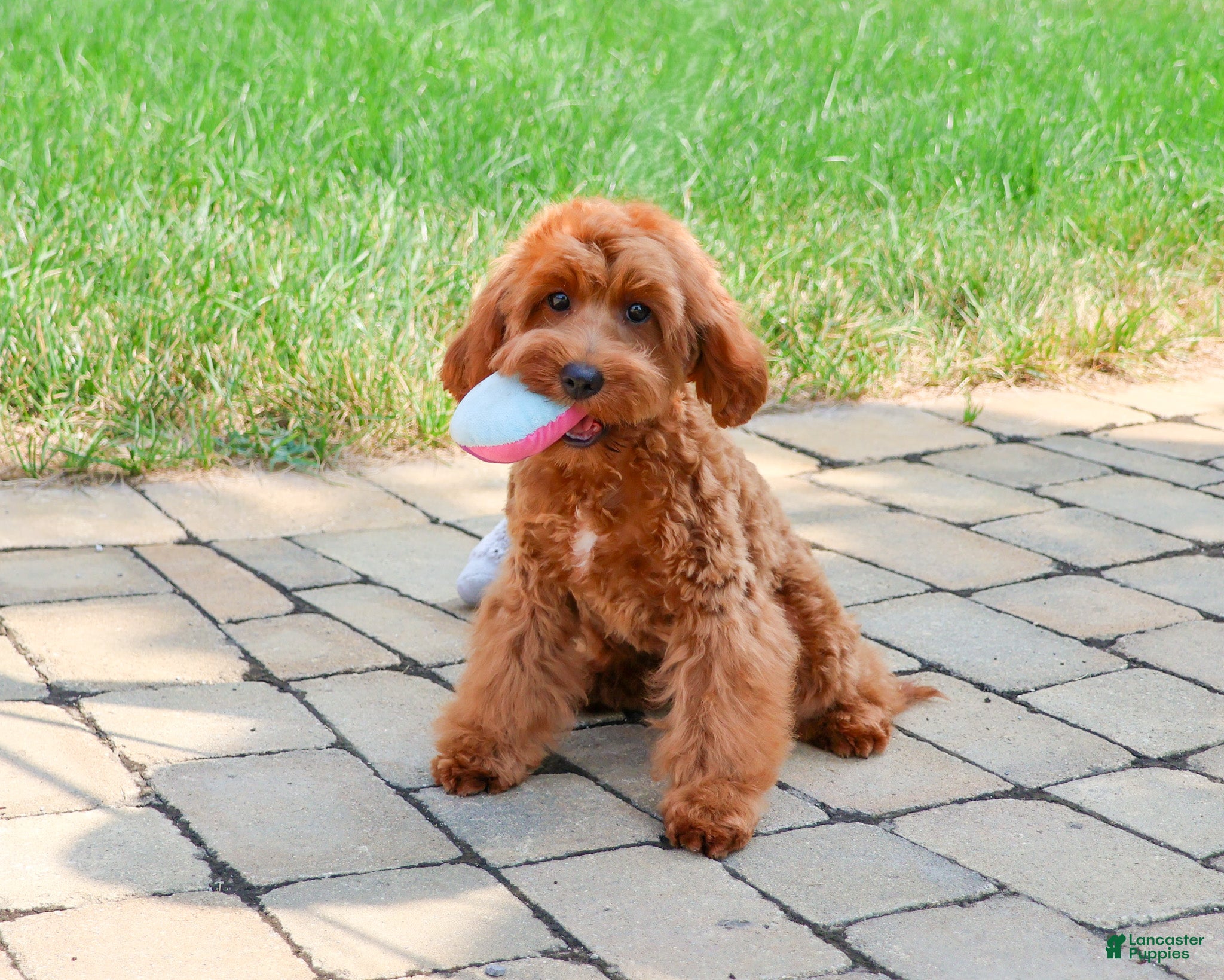 Cavapoo dogs Noelle - Ad 1