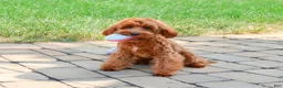 Cavapoo dogs for sale: Noelle - Ad 1
