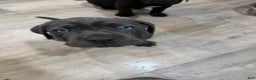 Cane Corso dogs for sale: Persephone - Ad 9