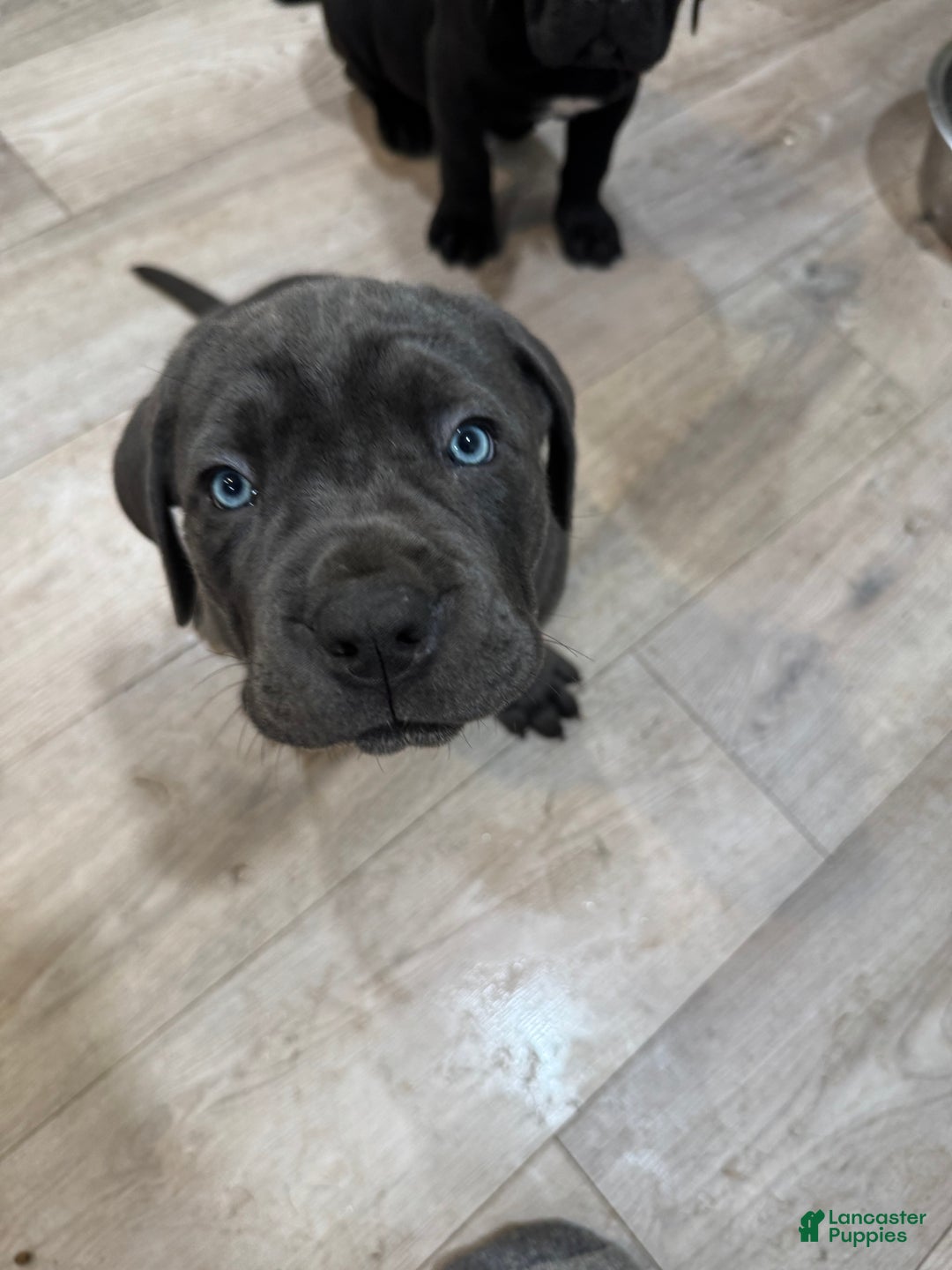 Cane Corso dogs for sale: Persephone - Ad 9