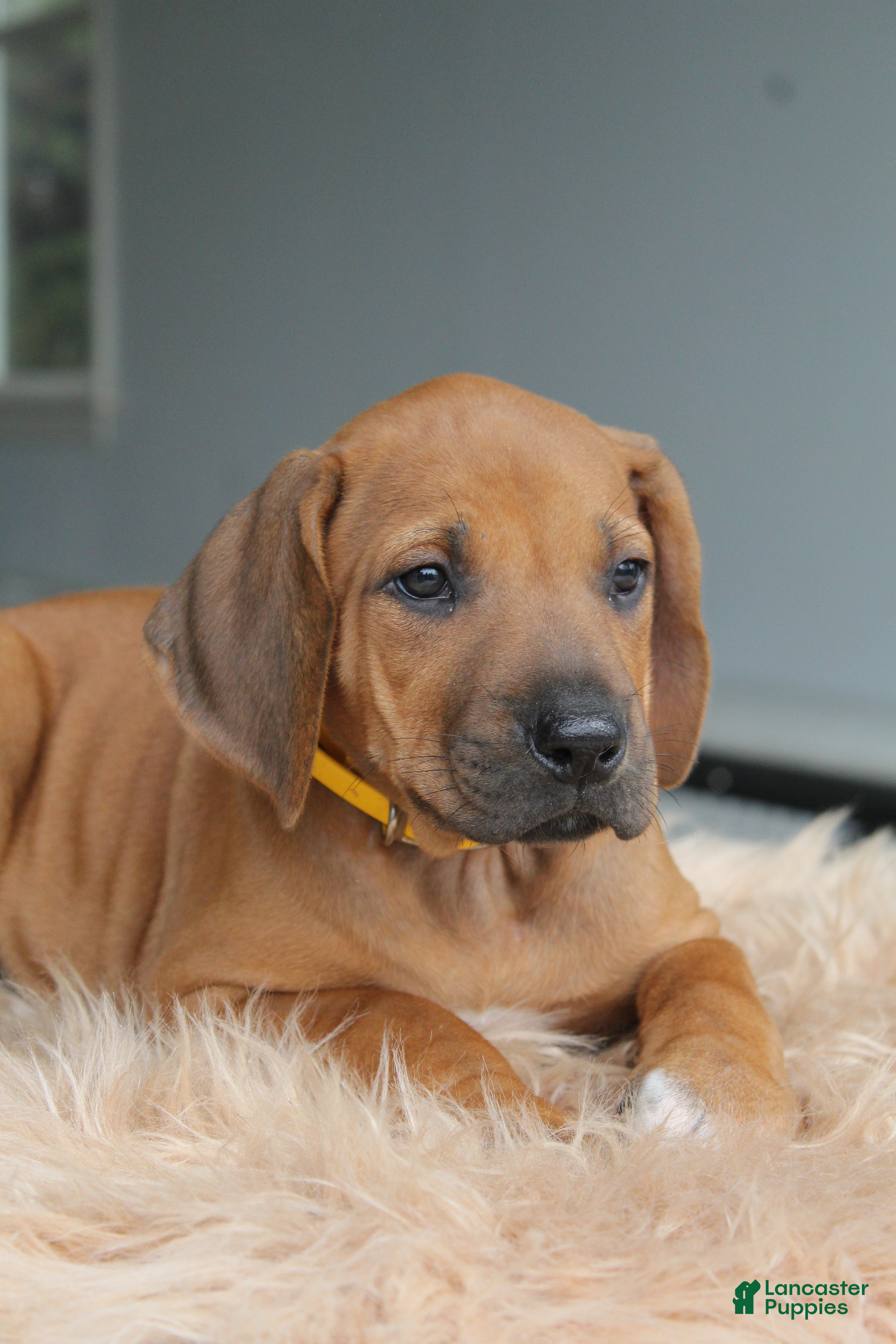 Rhodesian Ridgeback dogs Boone - Ad 1