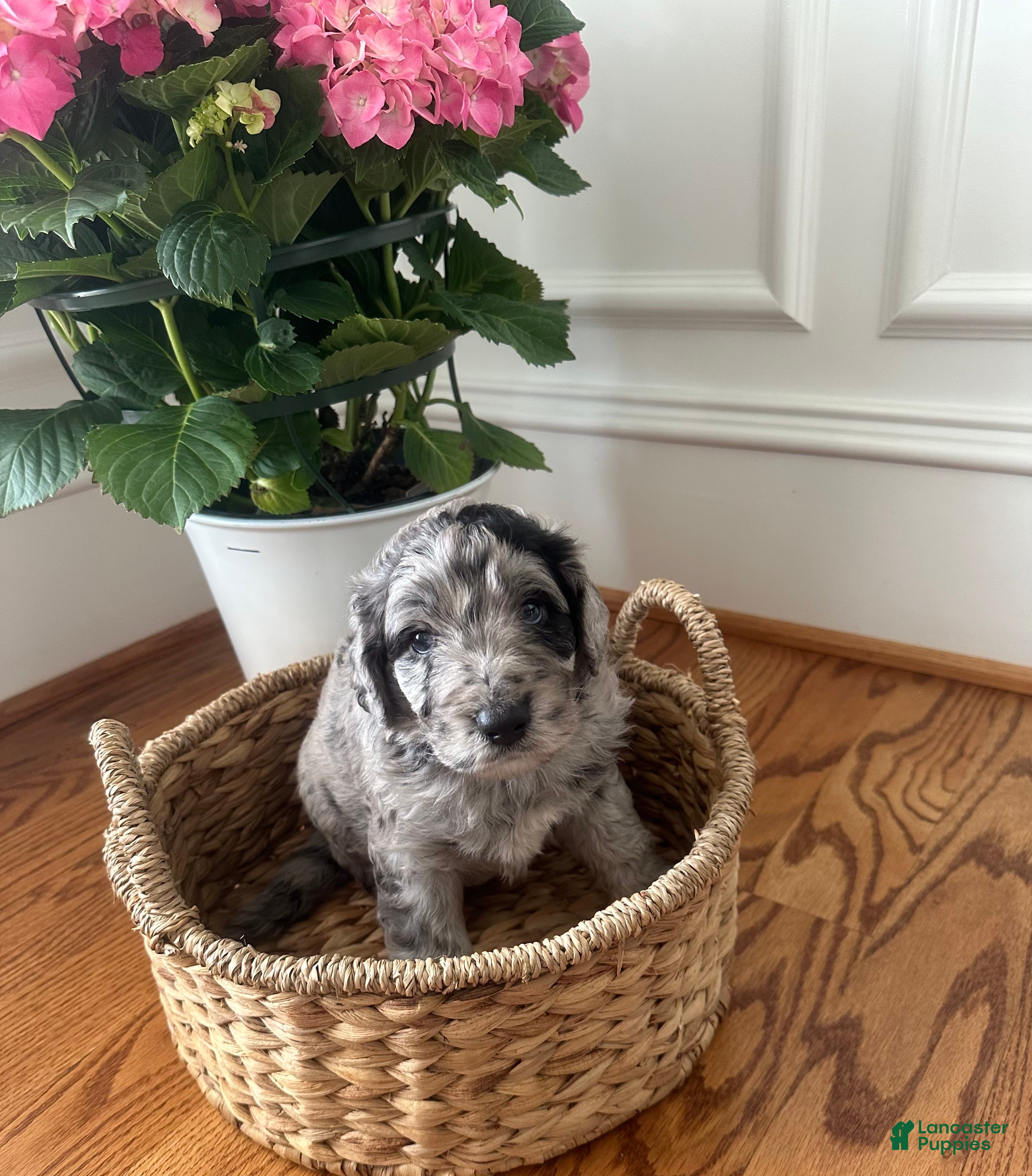 Aussiedoodle dogs Aussiedoodle Puppy 4 - Ad 11