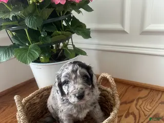 Aussiedoodle dogs Aussiedoodle Puppy 4 - Ad 19