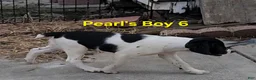 Brittany Spaniel dogs for sale: AKC/UKC French Brittany boy 6 - Ad 4
