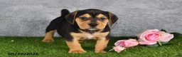 Beabull dogs for sale: Turnner - Ad 4