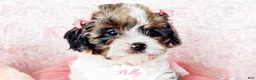 Cavapoo dogs for sale: Polly - Ad 6
