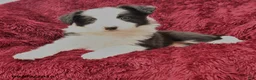 Border Collie dogs for sale: Noah - Ad 3