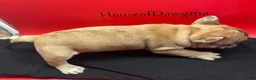 French Bulldog dogs for sale: Isadora  - Ad 4