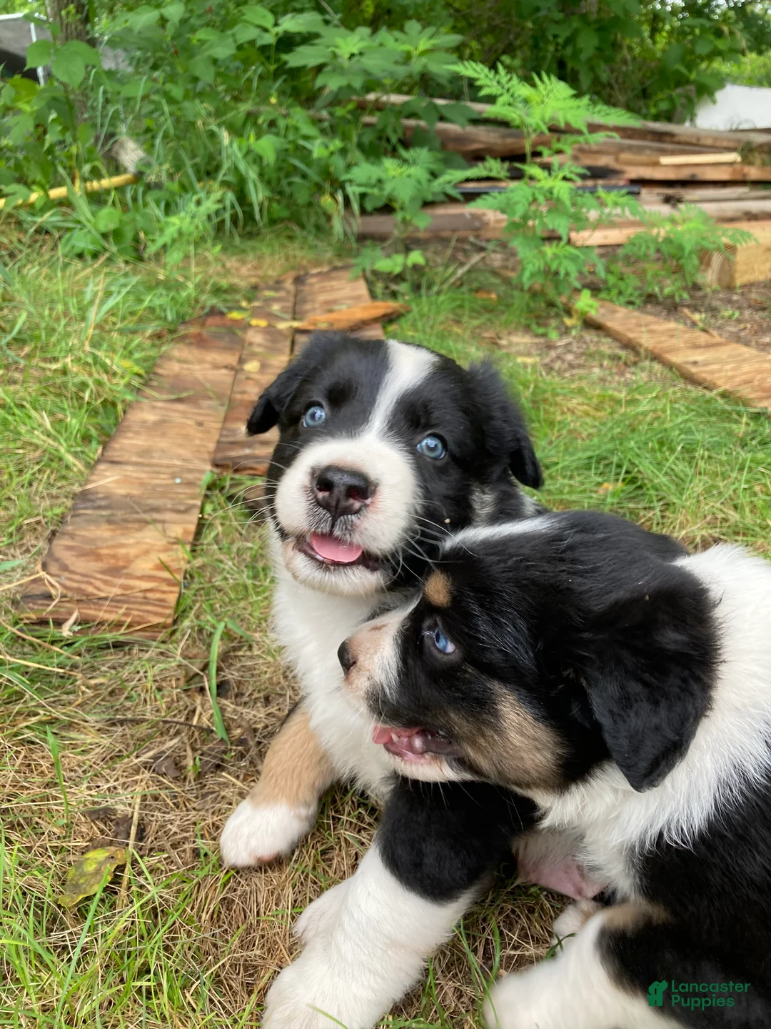Australian Shepherd dogs for sale: Mr.T (Tommy) - Ad 2