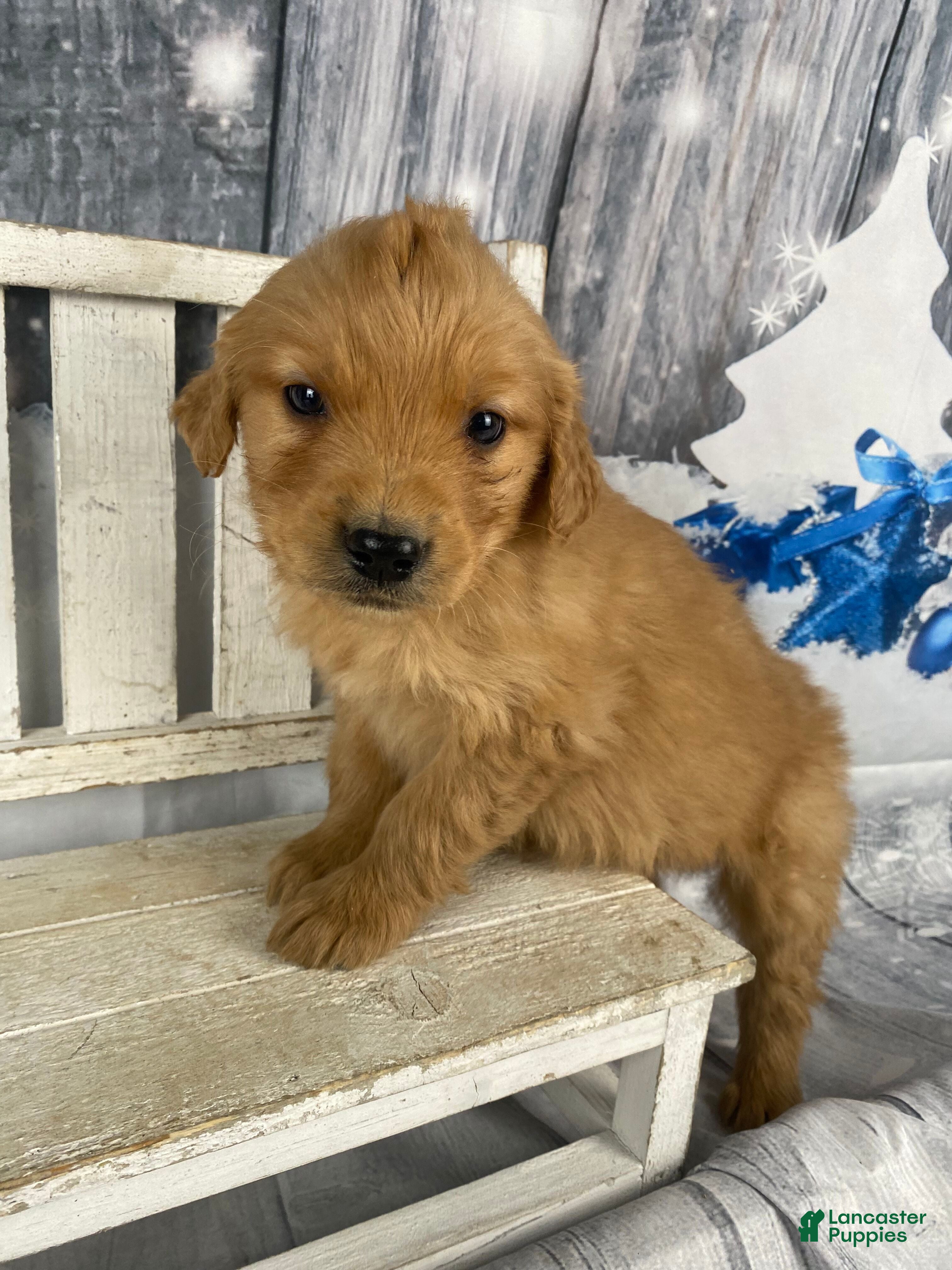 Golden Retriever dogs Tommy - Ad 21