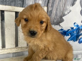 Golden Retriever dogs Tommy - Ad 23