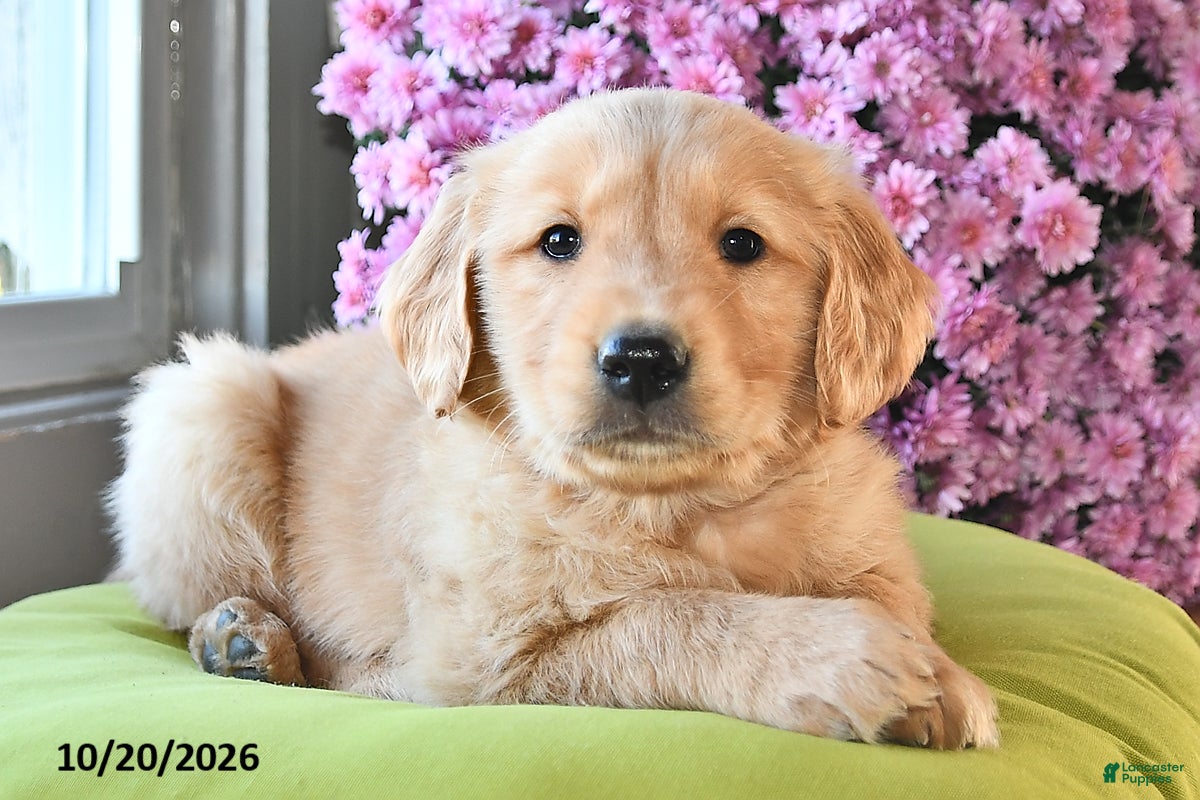 Golden Retriever dogs for sale: Rover - Ad 1