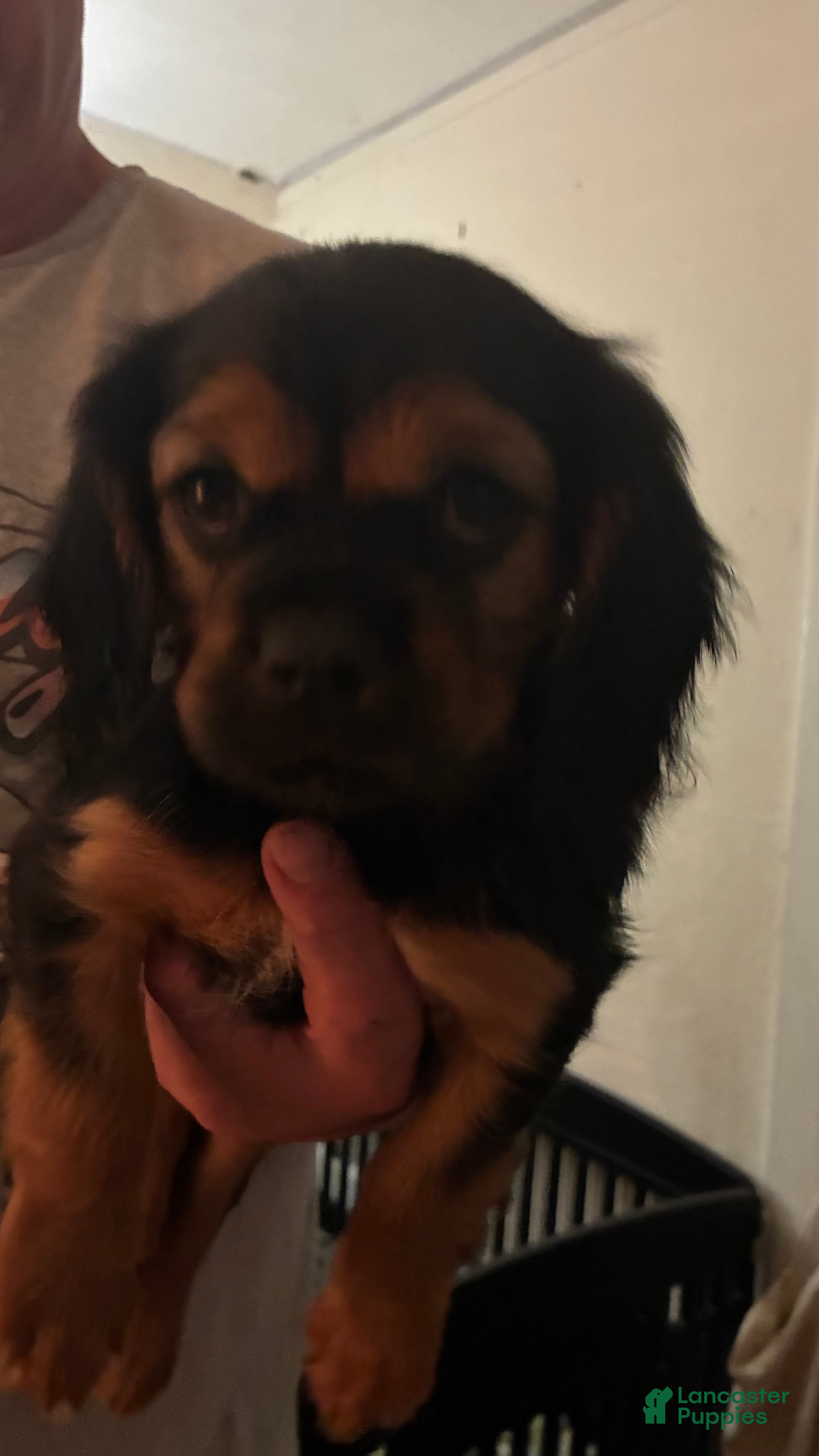 Cavalier King Charles Spaniel dogs Cavalier King Charles Spaniel Puppy 1 - Ad 2