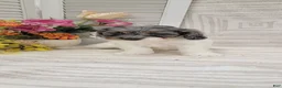 Cockapoo dogs for sale: Sandy - Ad 8