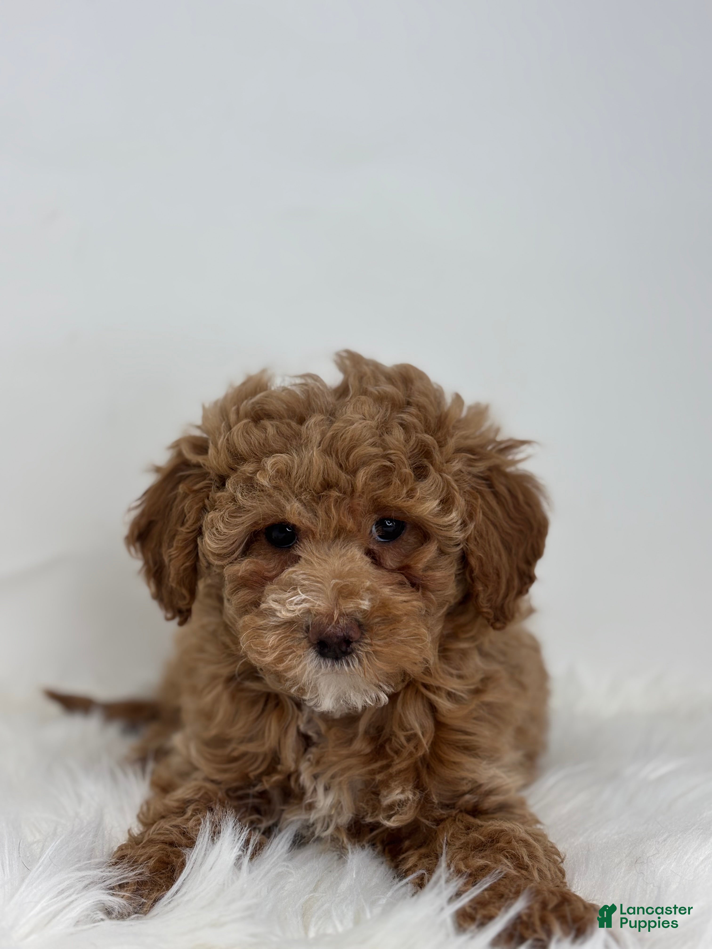 Miniature Poodle dogs Mia - Ad 1