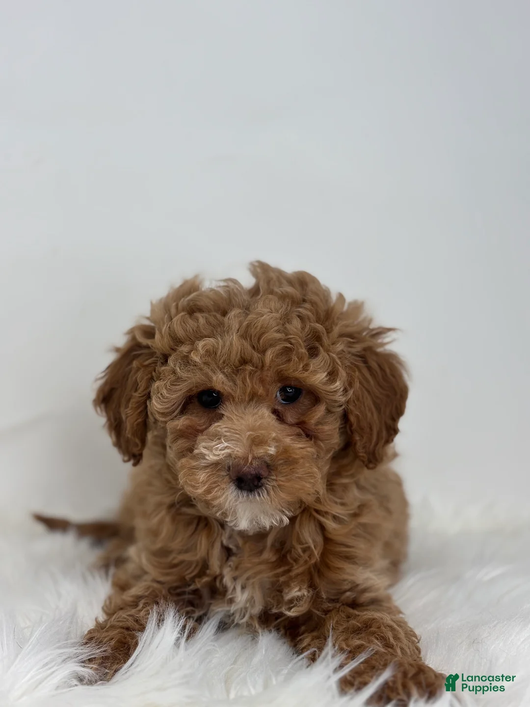 Miniature Poodle dogs for sale: Mia - Ad 1