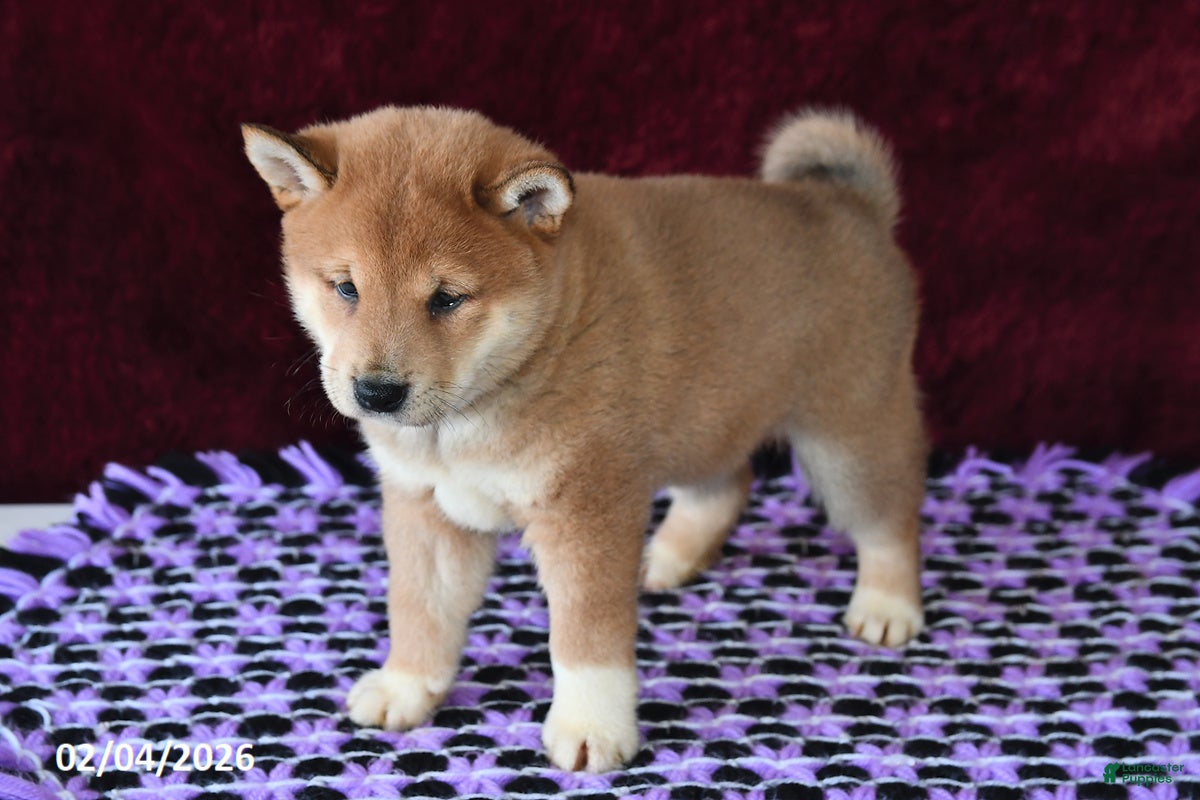Shiba Inu dogs Landon - Ad 2