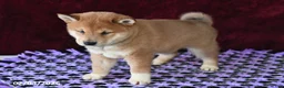 Shiba Inu dogs for sale: Landon - Ad 2