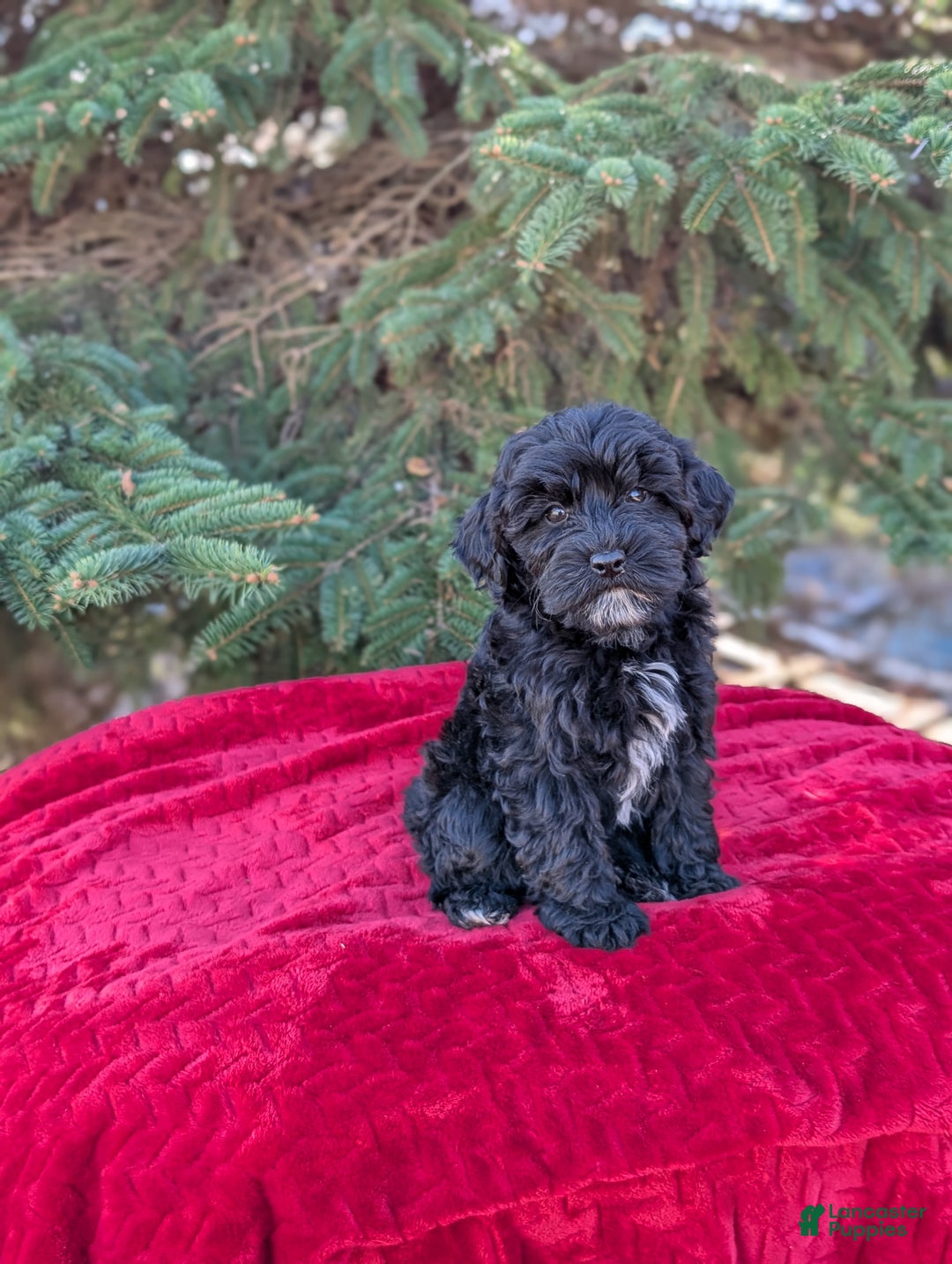 Shihpoo dogs for sale: Whinny  - Ad 1