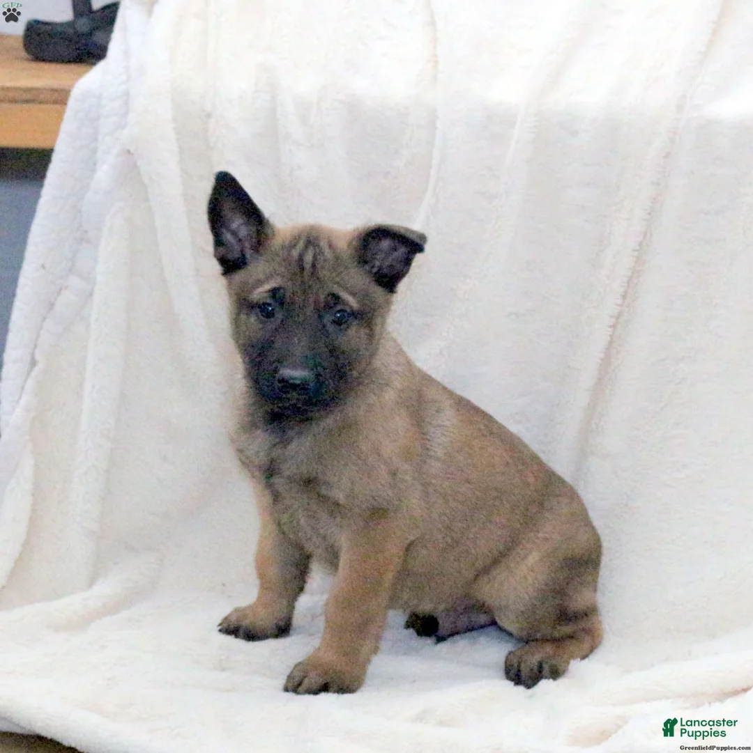 Belgian Malinois dogs for sale: Belgian Malinois Puppy 1 - Ad 6