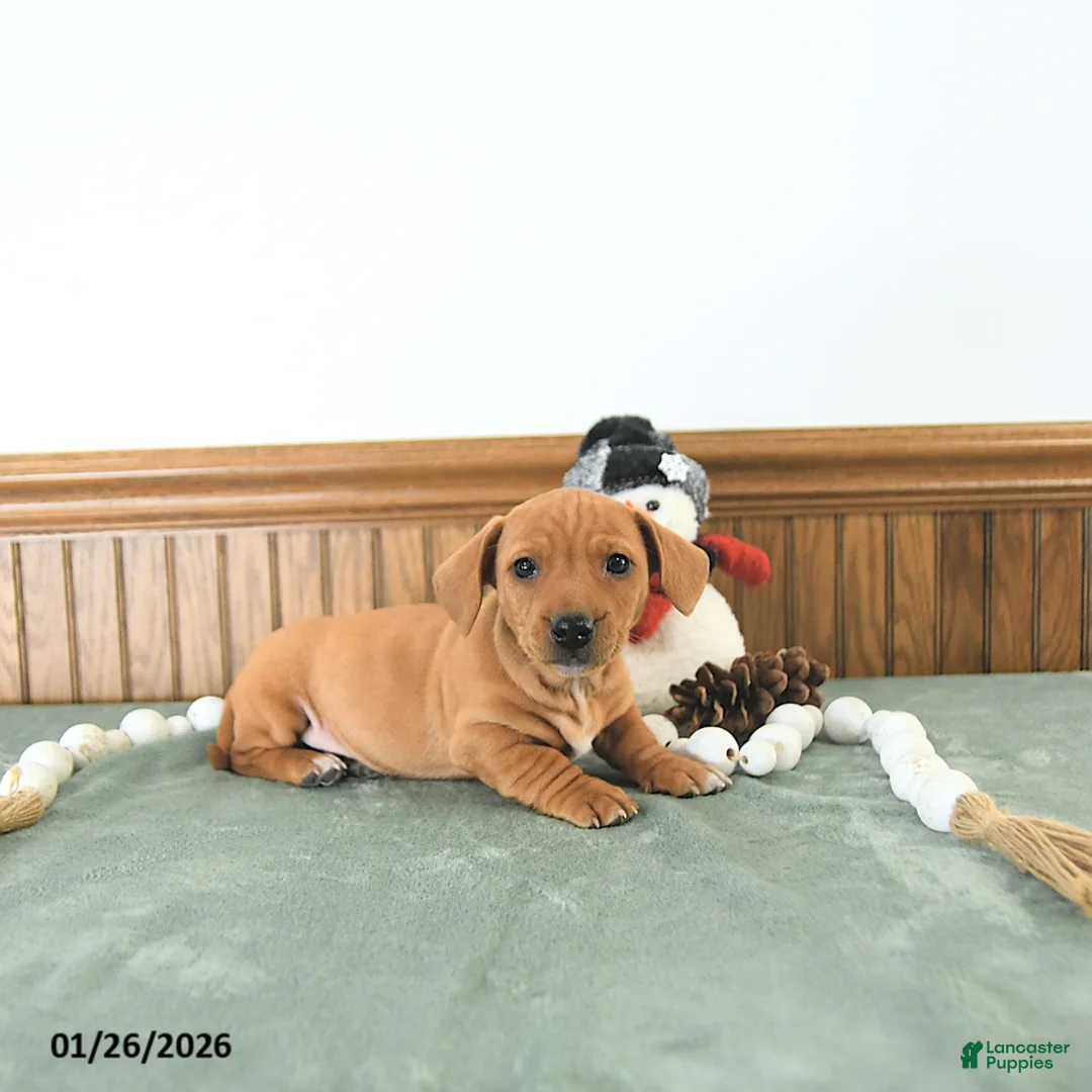 Miniature Dachshund dogs for sale: Brody - Ad 8