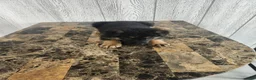 German Shepherd dogs for sale: Lola - Ad 2