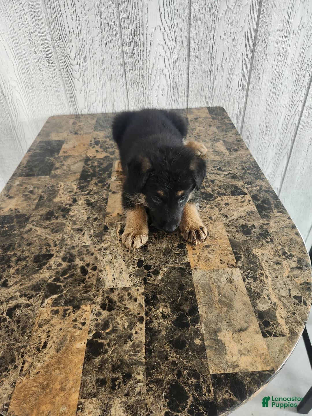 German Shepherd dogs for sale: Lola - Ad 2
