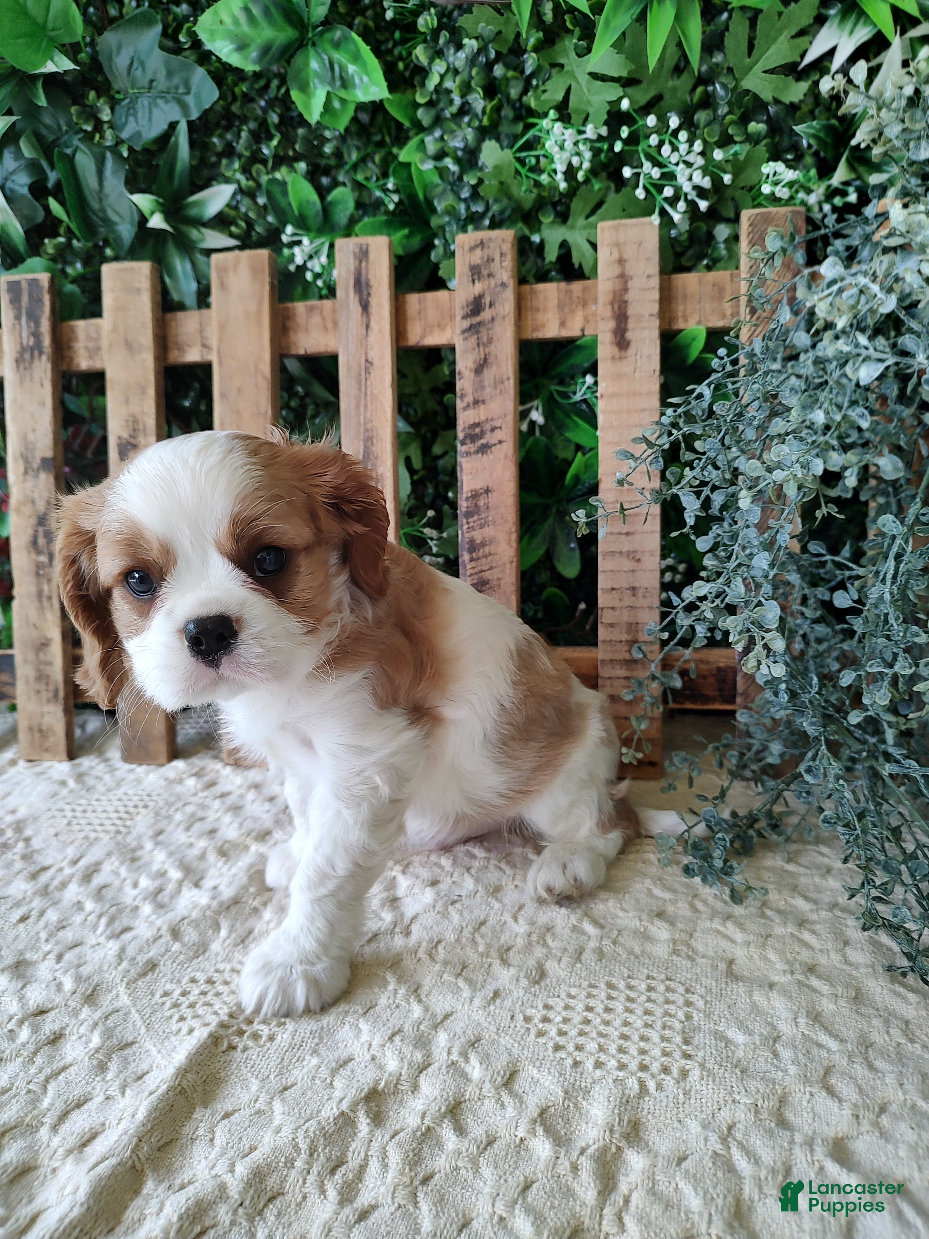 Cavalier King Charles Spaniel dogs Lance - Ad 2