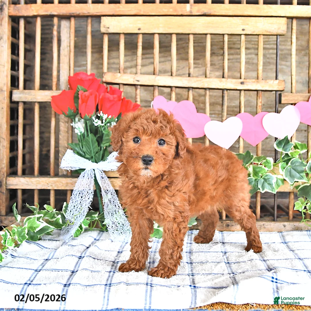 Mini Goldendoodle dogs for sale: Pixie - Ad 2