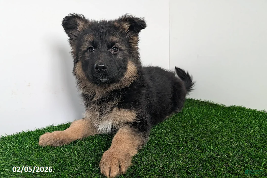 German Shepherd dogs for sale: Chelsey - Ad 1