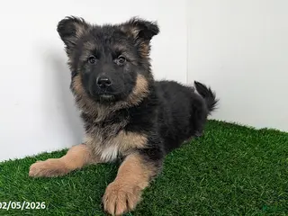 German Shepherd dogs Chelsey - Ad 27