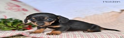 Miniature Dachshund dogs for sale: Holden - Ad 4